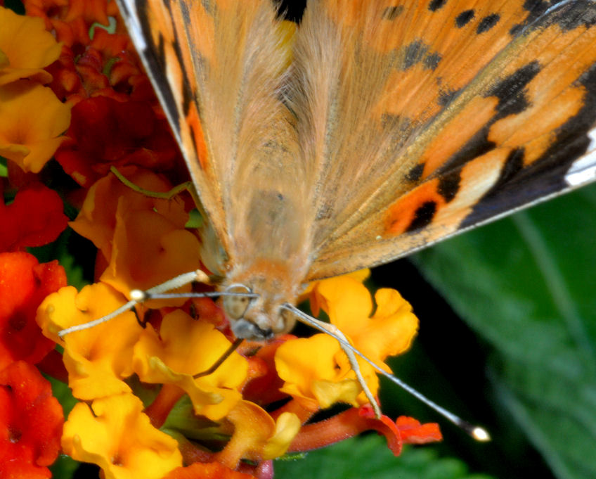 Vanessa cardui sulle lantane